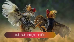 Cách Chơi Đá Gà WS168 Tại AE888 Kịch Tính Dễ Thắng Lớn