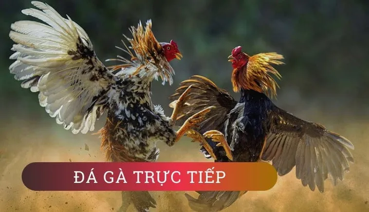 Cách Chơi Đá Gà WS168 Tại AE888 Kịch Tính Dễ Thắng Lớn